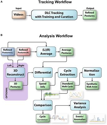 An integrated workflow for 2D and 3D posture analysis during vestibular system testing in mice